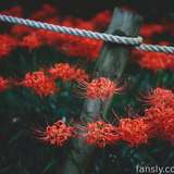 diafox from fansly