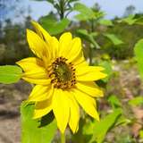 sunflowergirlza from onlyfans