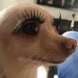 pp7 from patreon