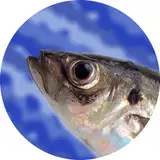 fishmans-brain from fanbox