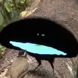 bluesmilebird from fanbox