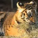 chosik-tiger from fanbox