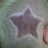 very_short_hair from patreon