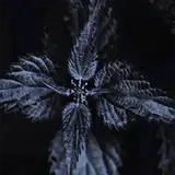 Noxurtica from patreon